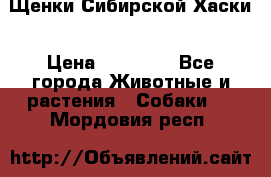 Щенки Сибирской Хаски › Цена ­ 20 000 - Все города Животные и растения » Собаки   . Мордовия респ.